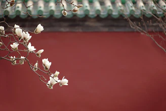 a branch with white flowers