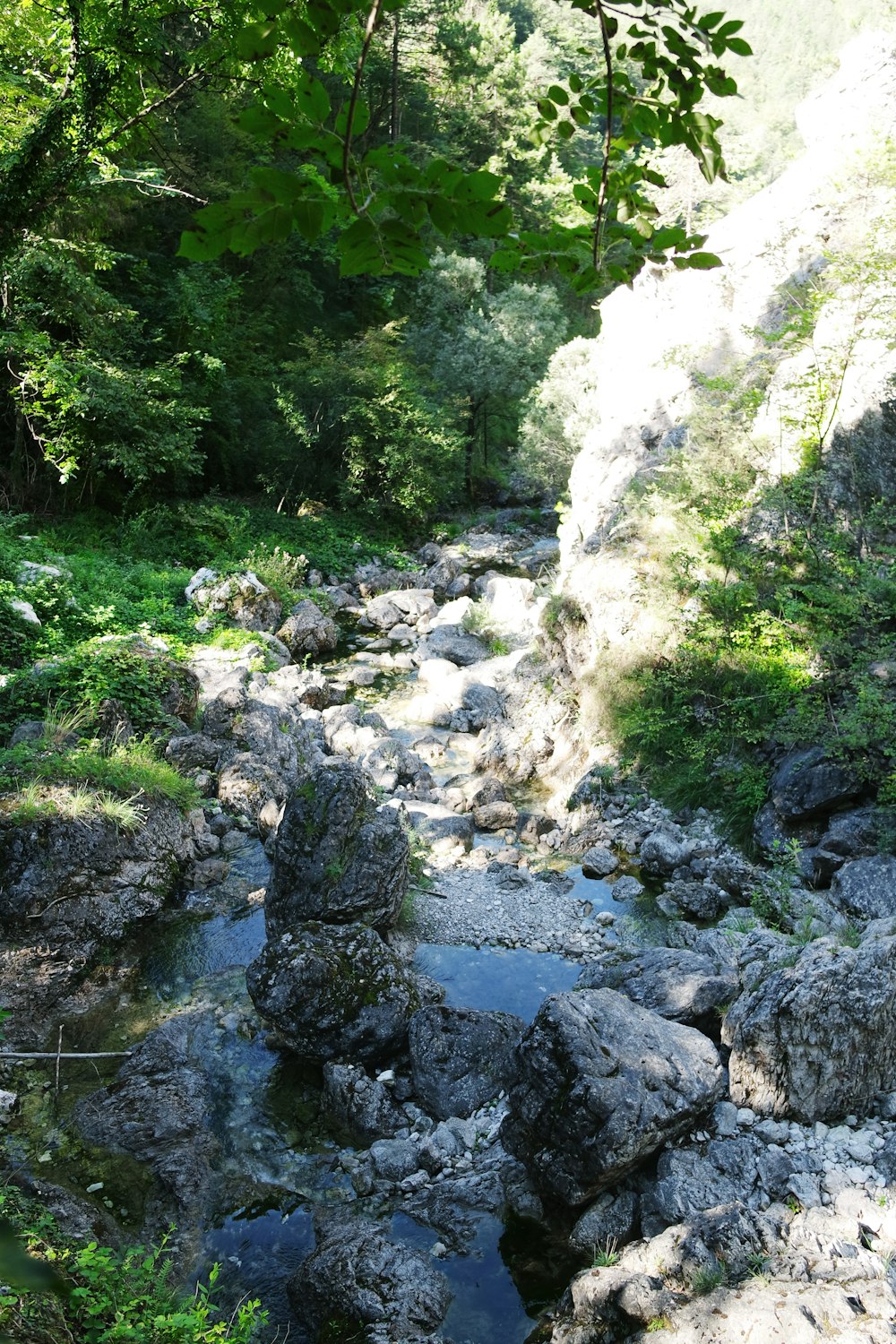 a stream in a forest