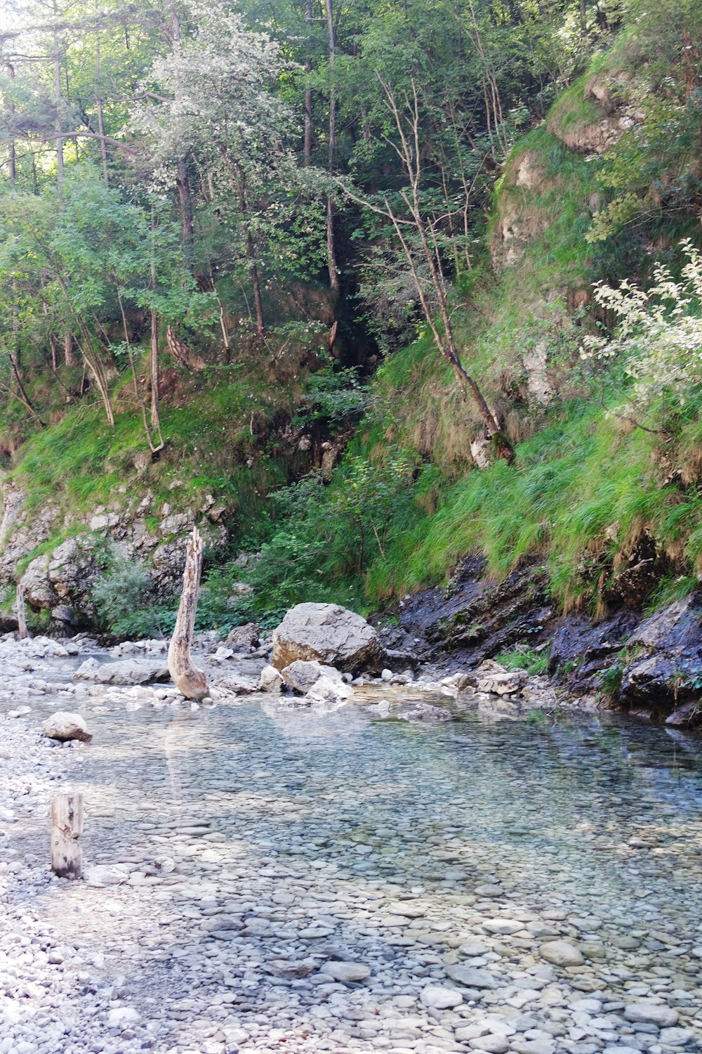 a river with rocks and trees