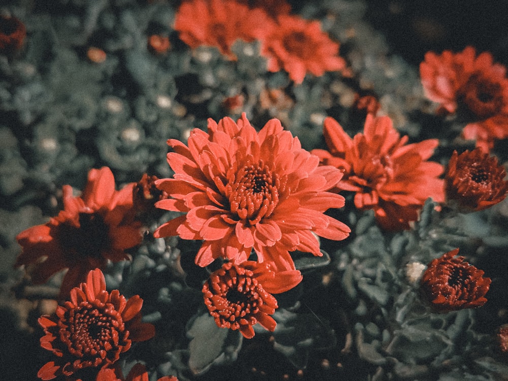 a group of orange flowers