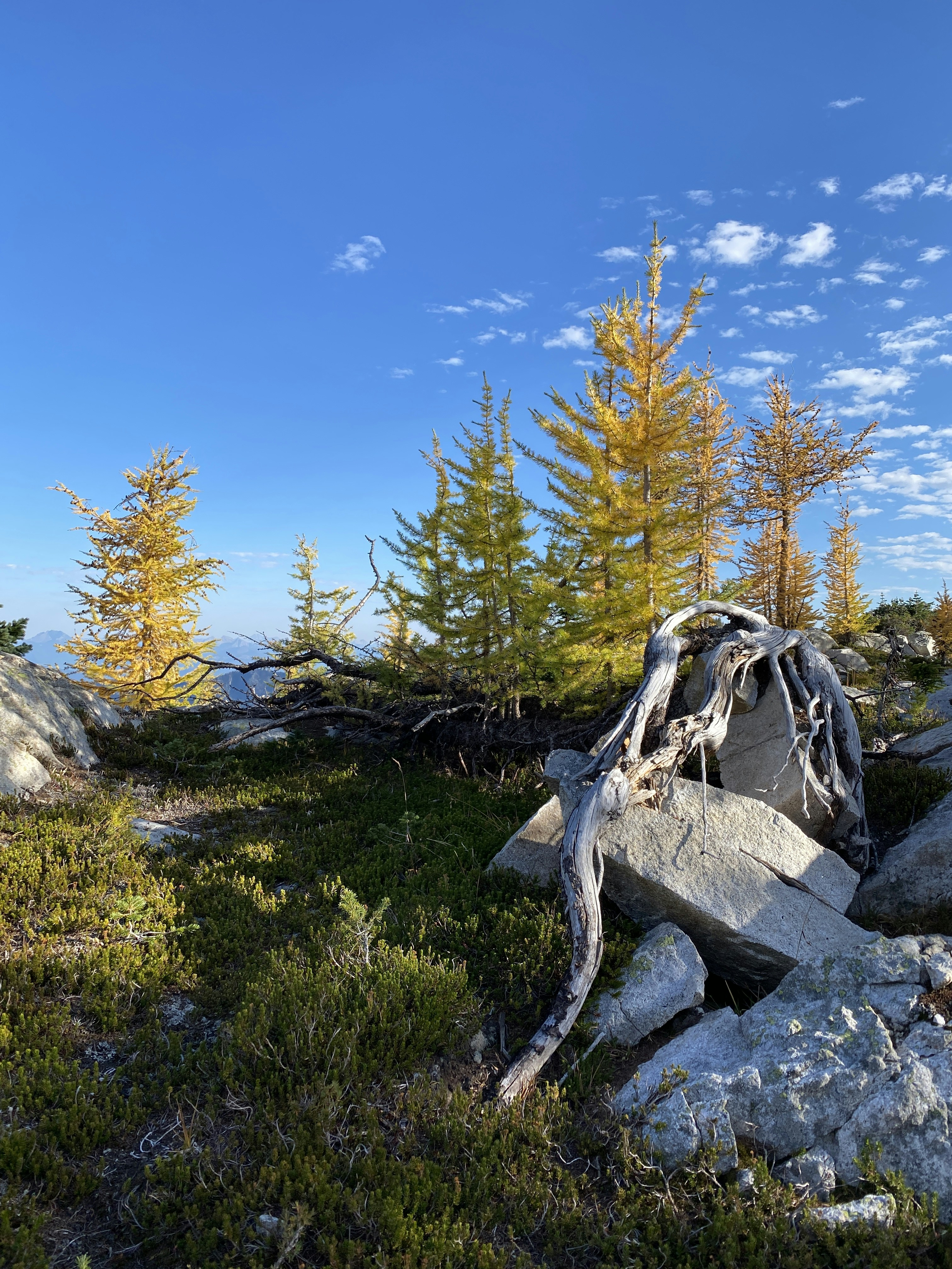 une zone rocheuse avec des arbres en arrière-plan