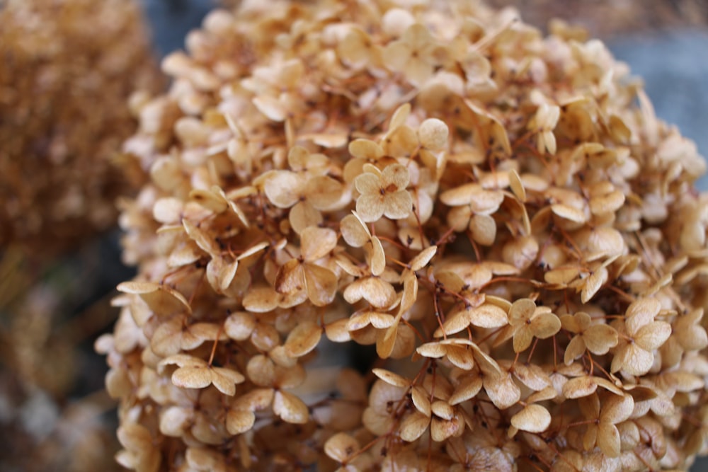 a close up of a pile of seeds