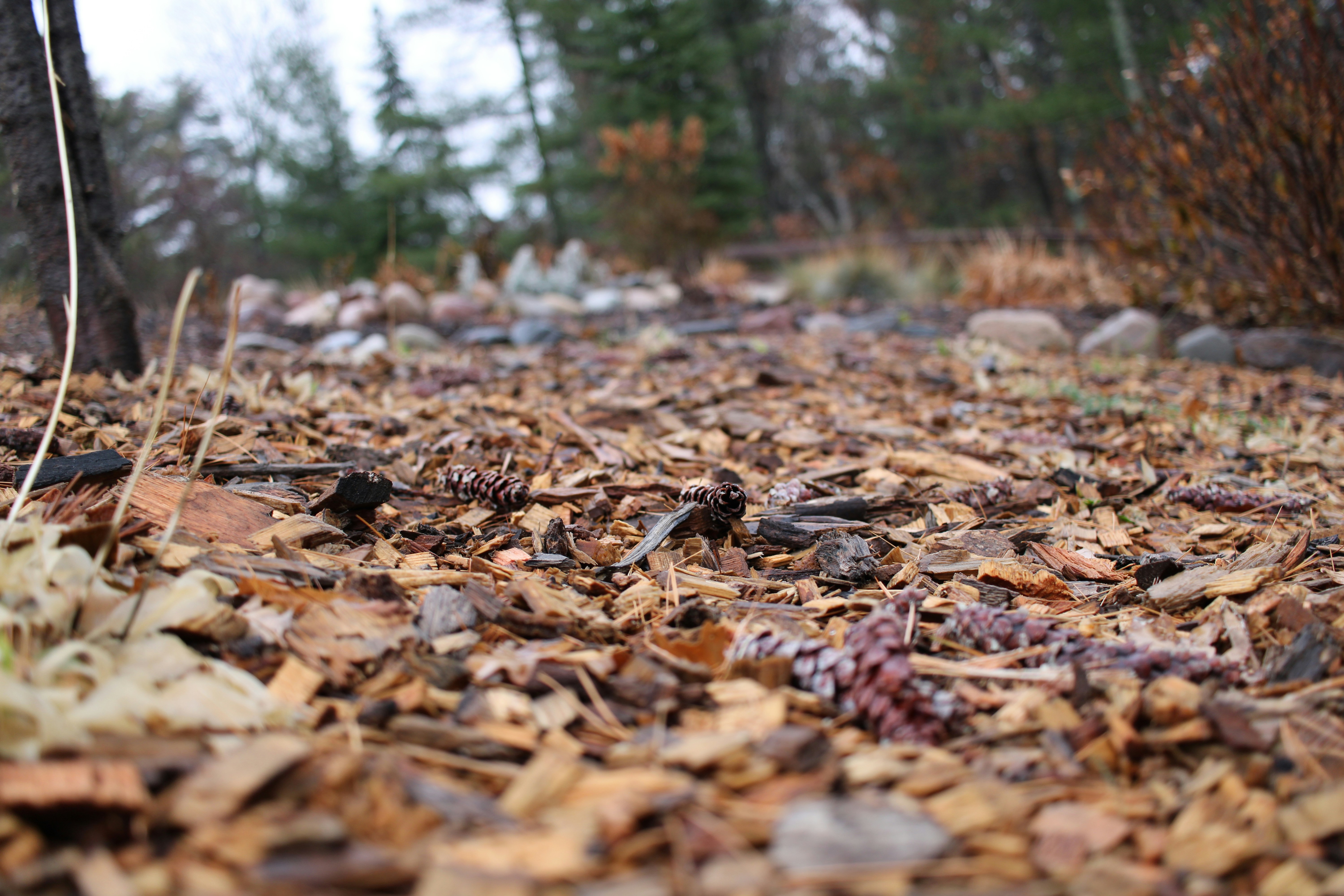 Mulching mimics a natural forest ecosystem, providing nutrients to the soil