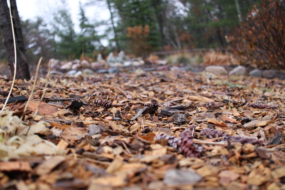 a group of insects on the ground