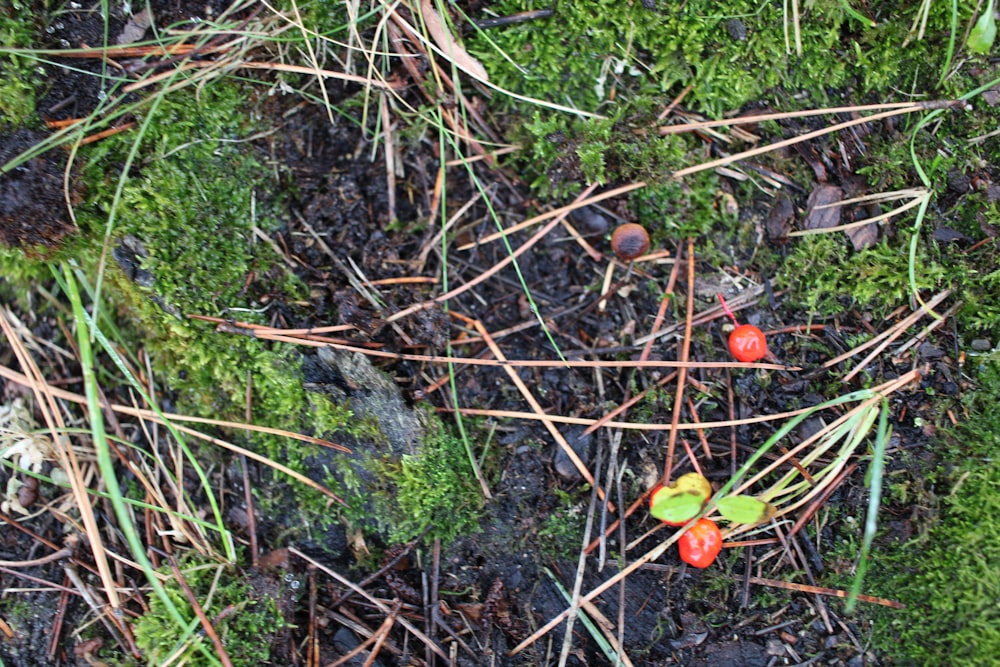 a group of red flowers in the grass