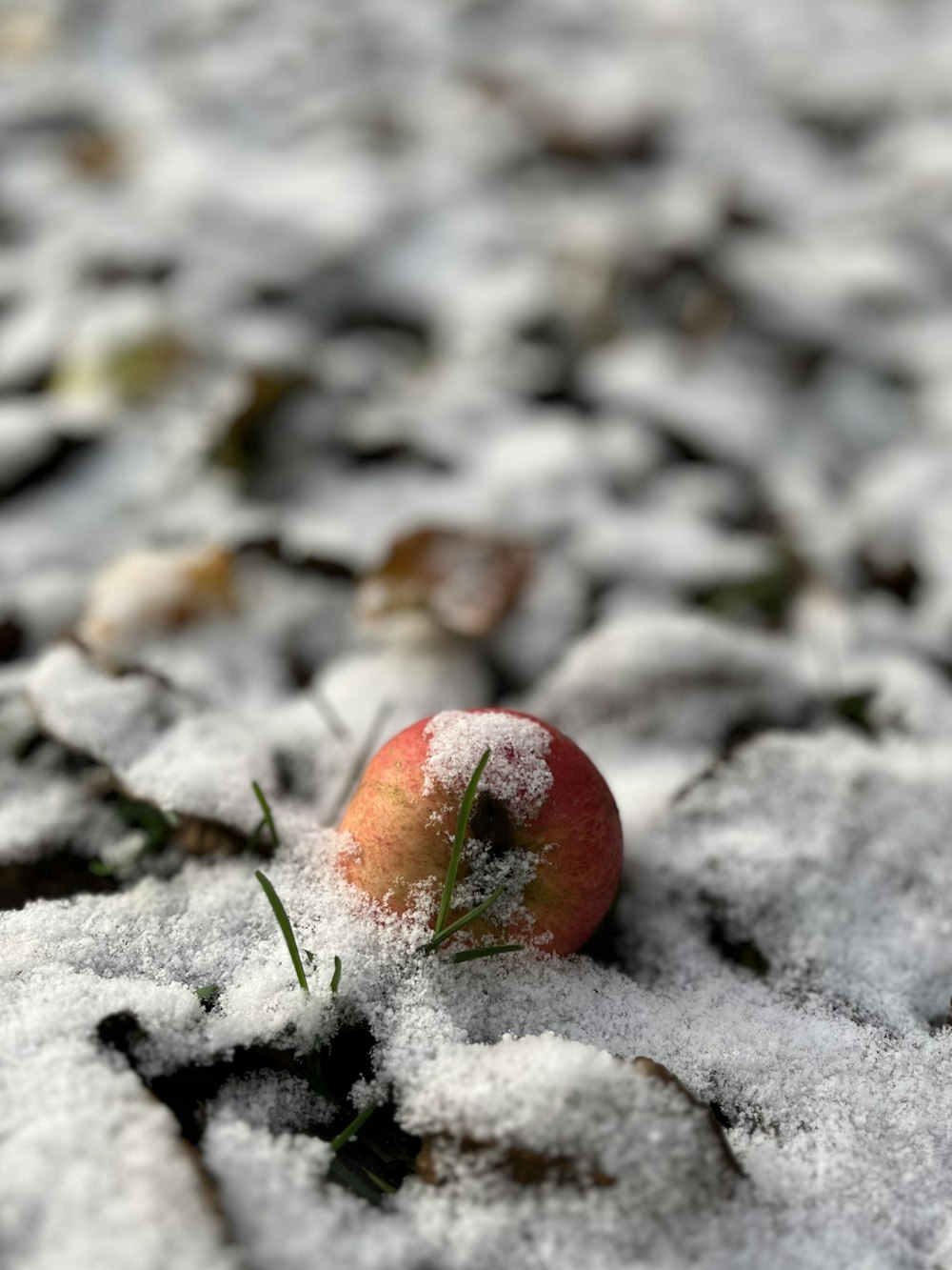 a red apple on the ground