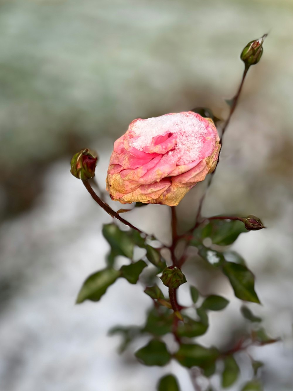 a pink rose on a branch