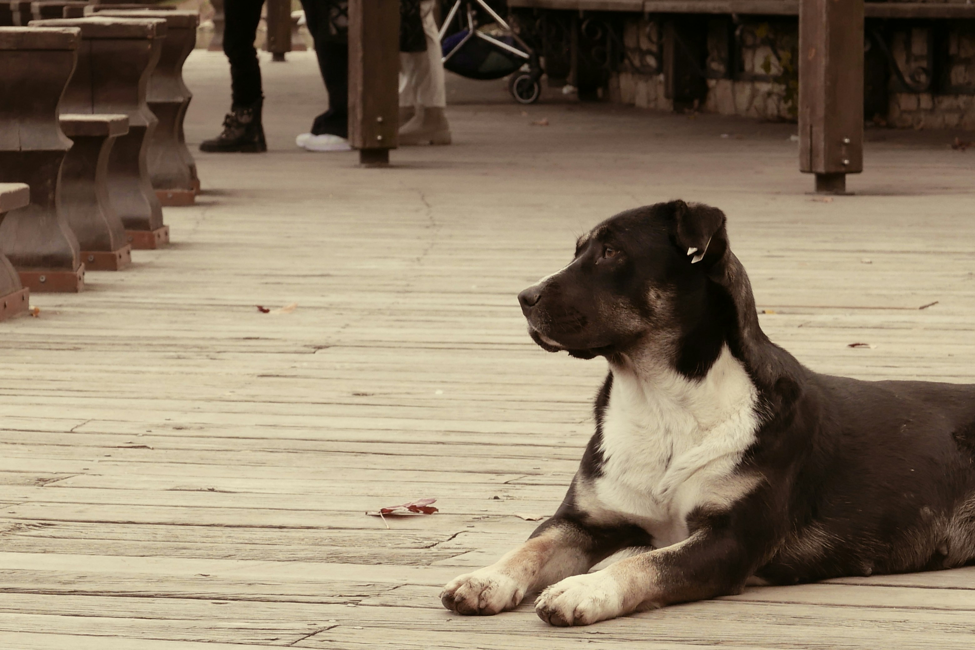 a dog lying on the ground
