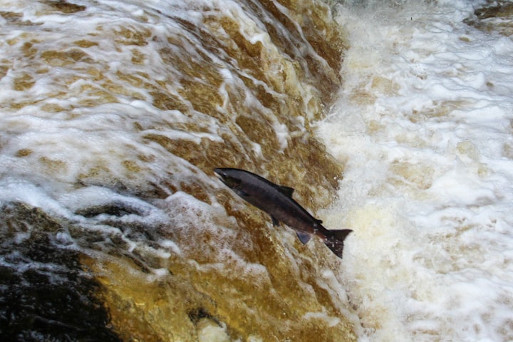 The Chinook Salmon