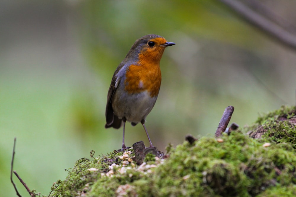 a bird standing on a branch