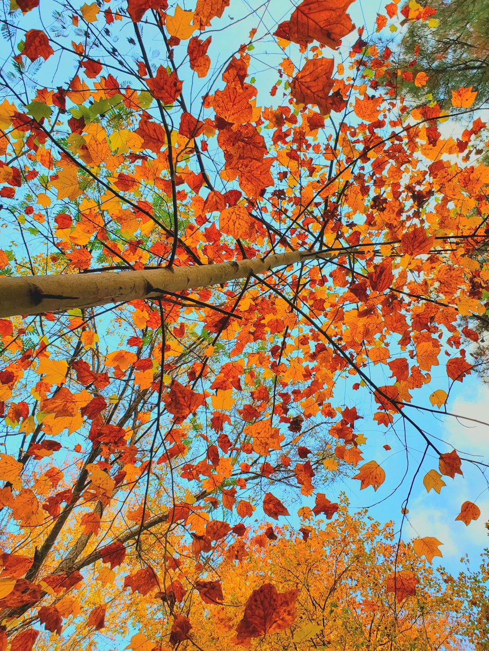 a tree with orange leaves