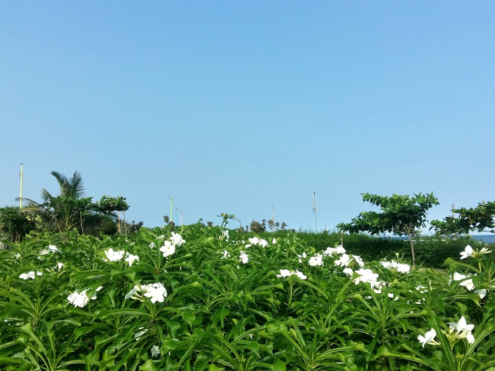 a field of flowers