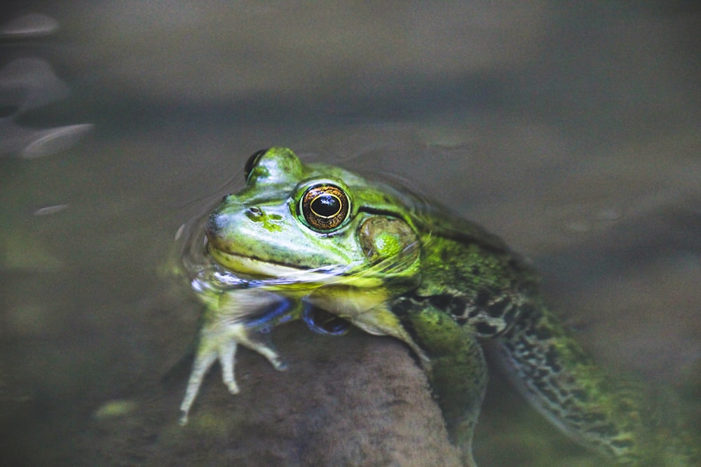 a frog on a rock