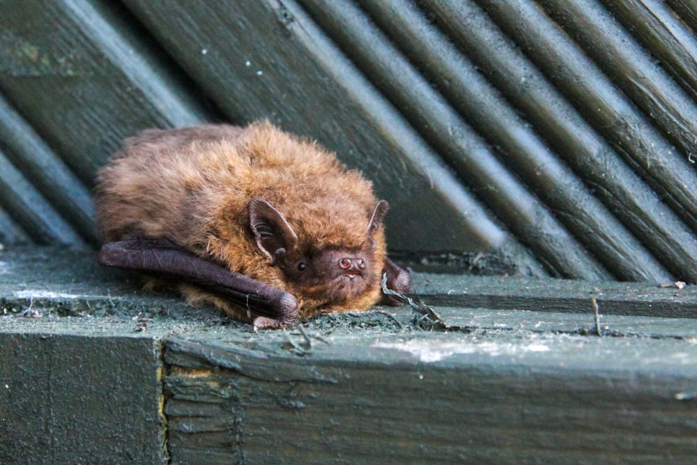 un murciélago sobre una superficie de madera