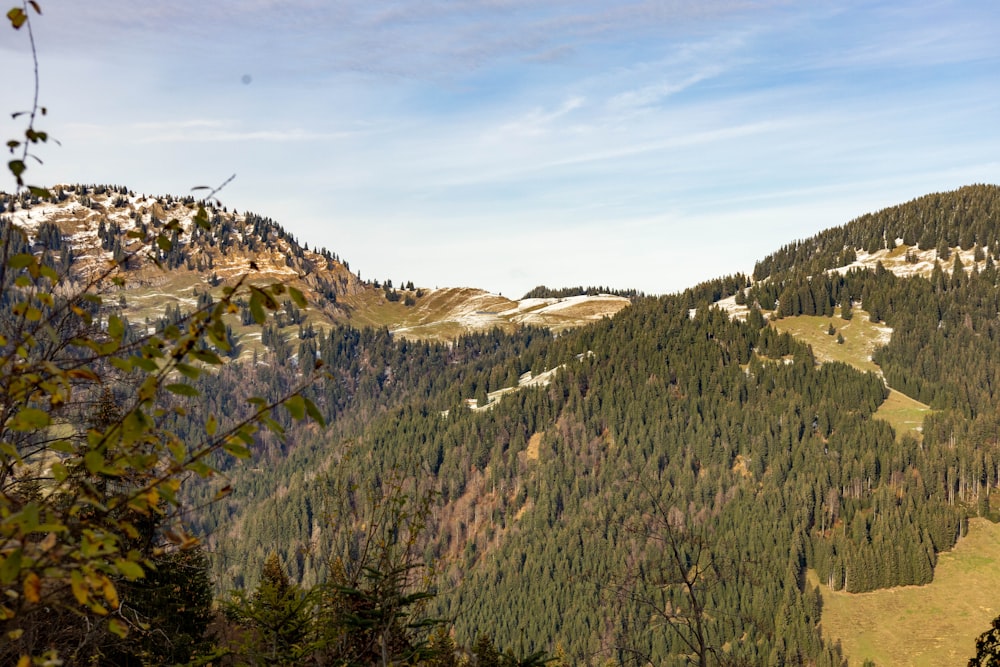 a landscape with trees and hills