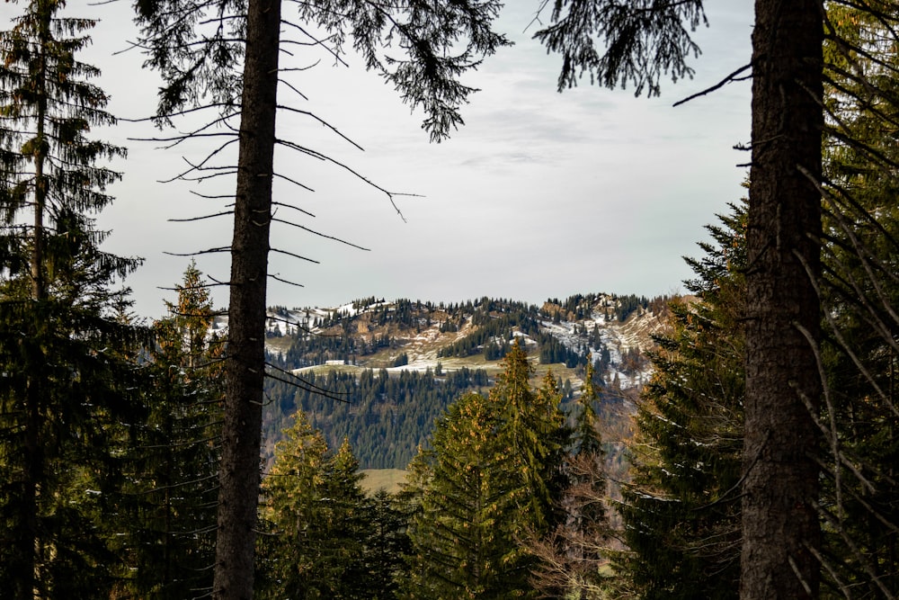 a view of a mountain range from a forest