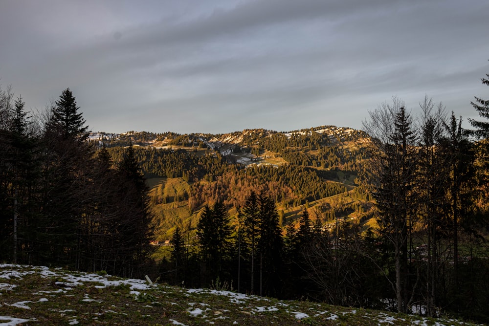 a snowy mountain with trees