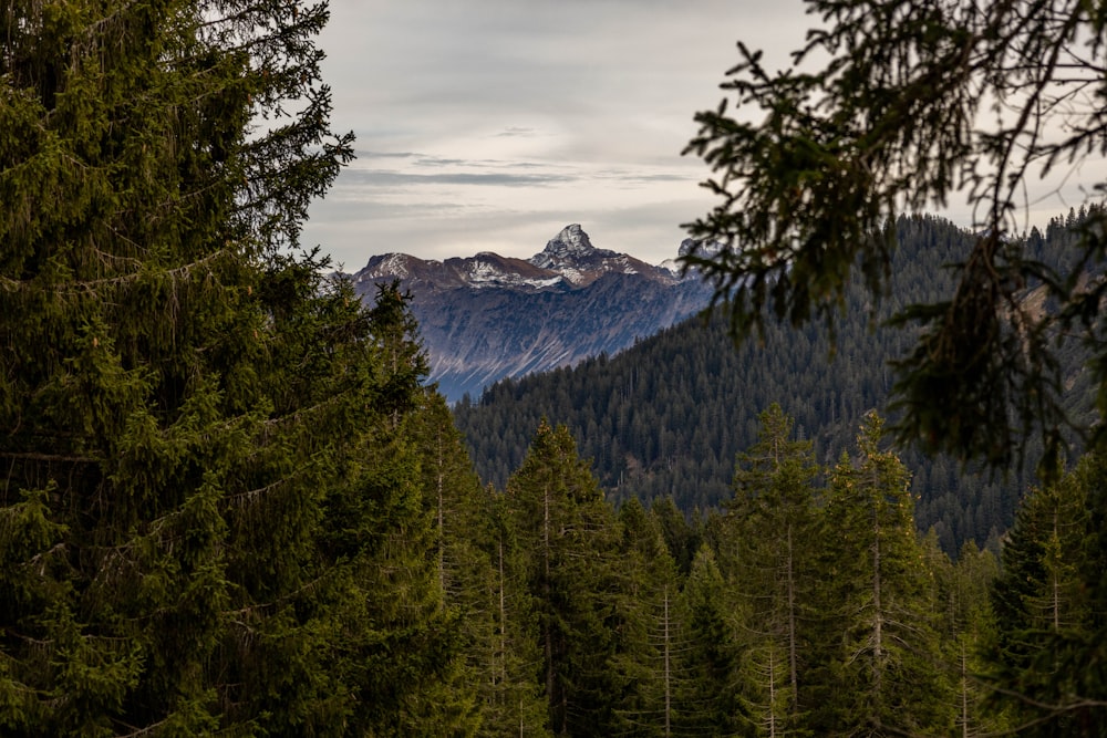 a forest of trees with mountains in the background