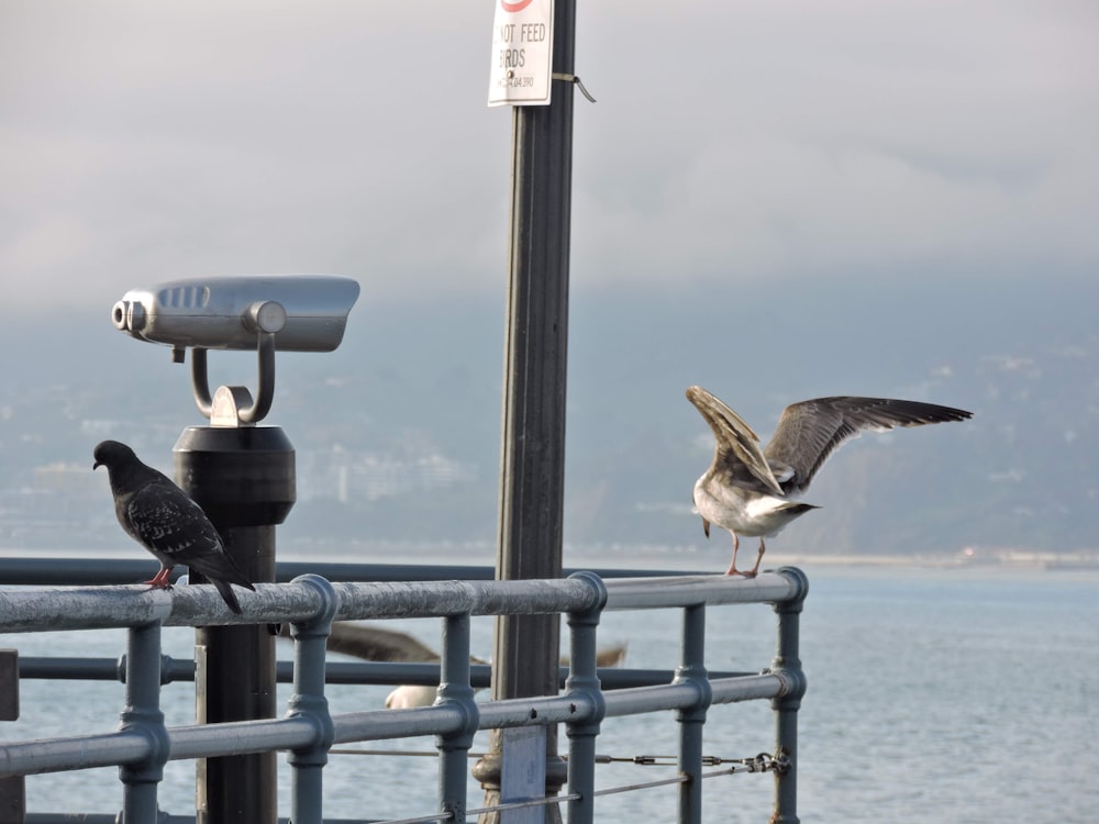 birds on a railing