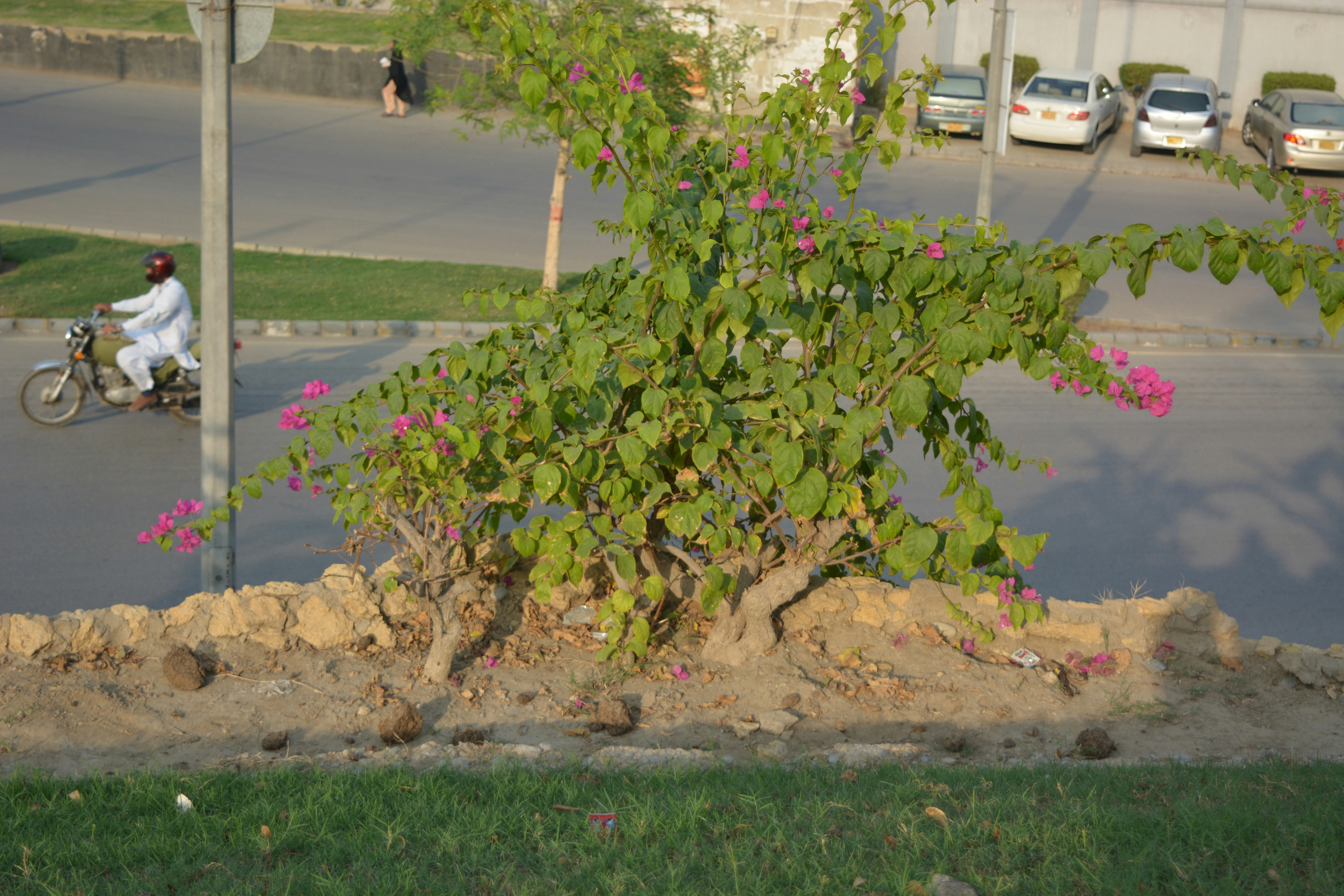 a tree with pink flowers