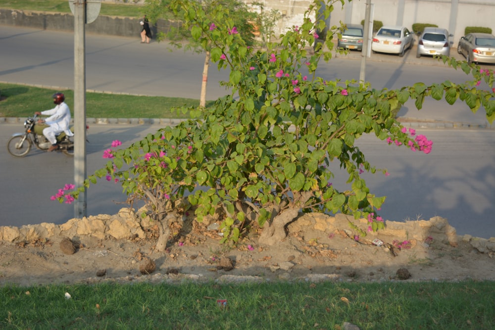 a tree with pink flowers