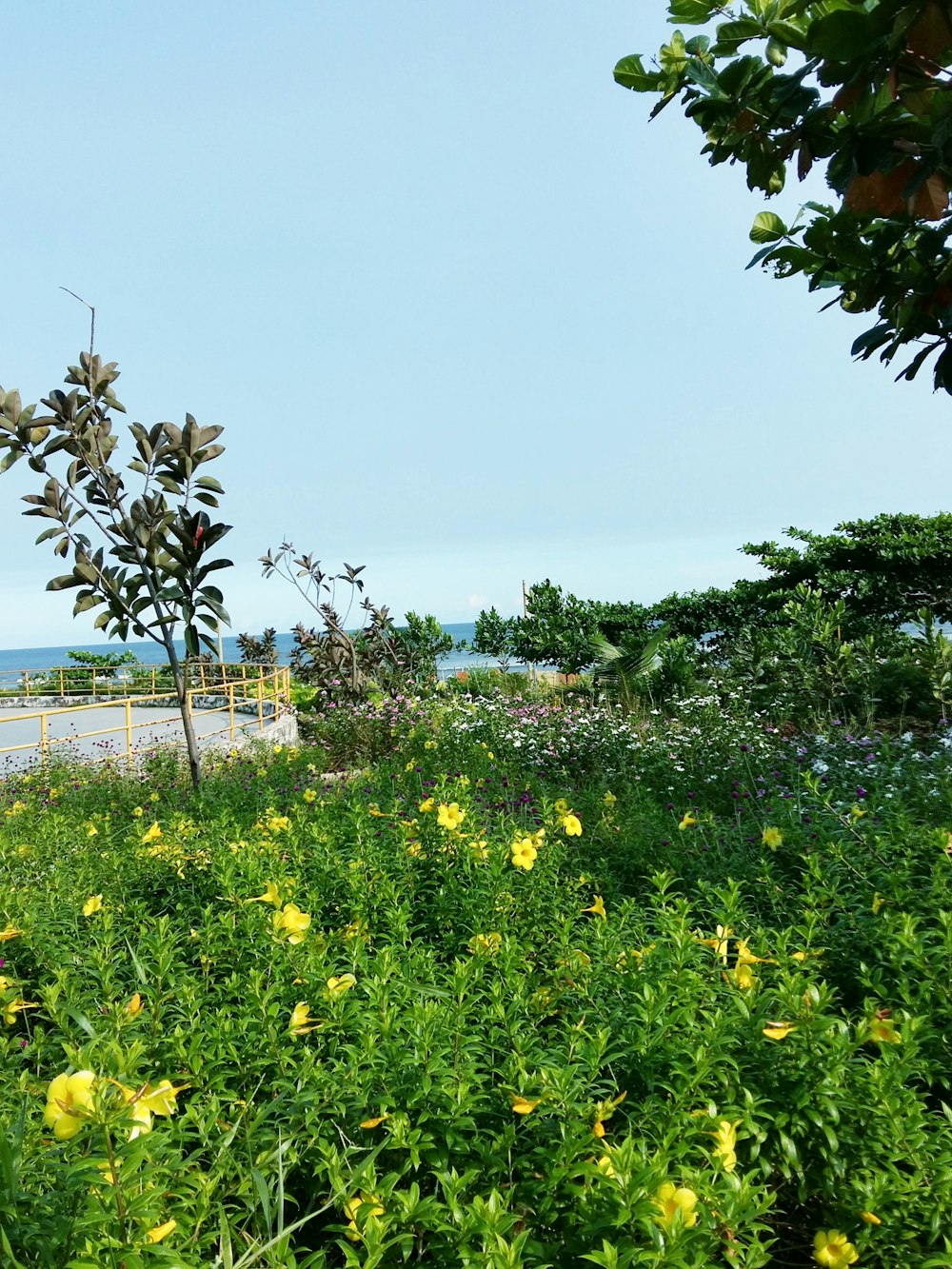ein Feld mit gelben Blumen
