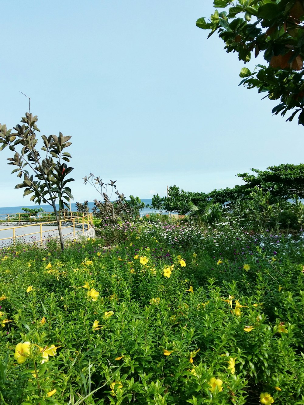 Un campo de flores amarillas