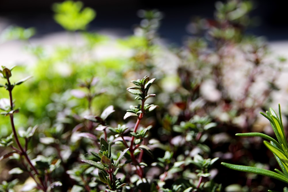 close up of a plant