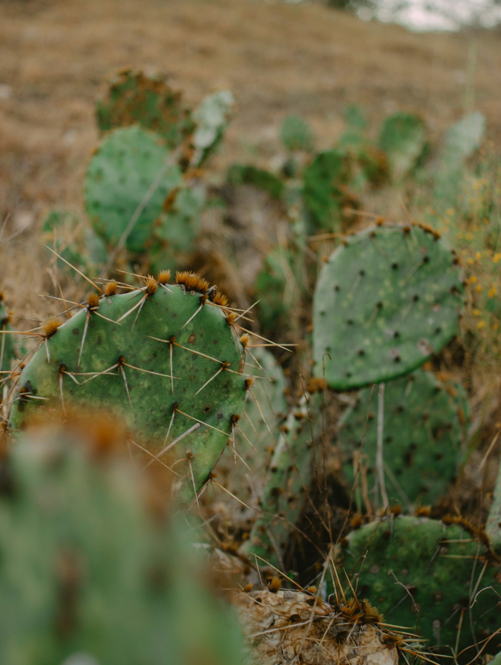 a close-up of a cactus