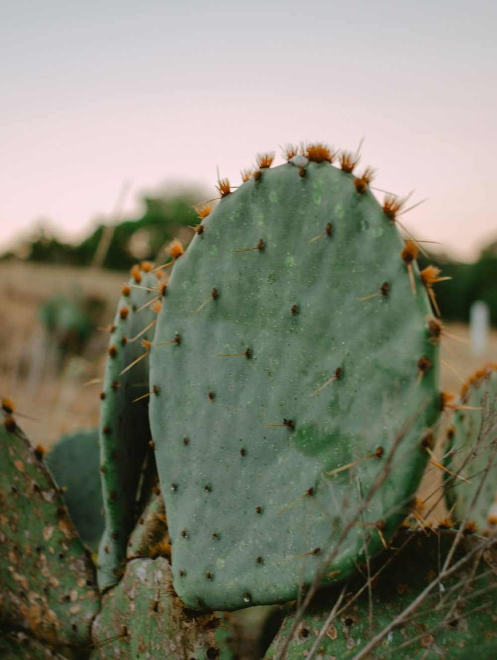 a close up of a cactus