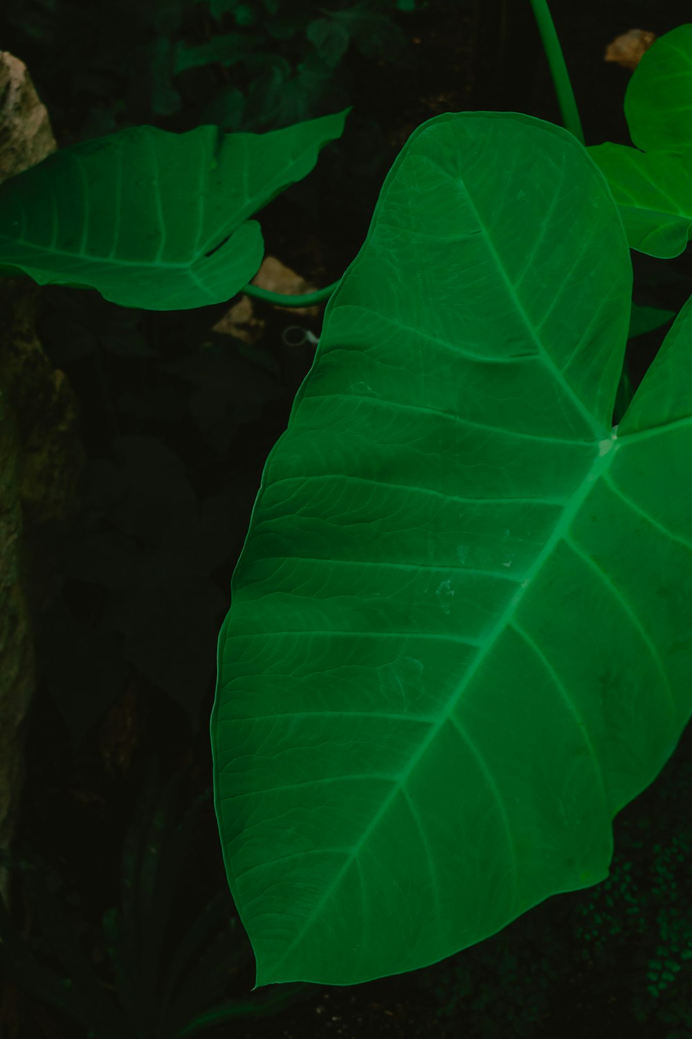 a close up of a leaf