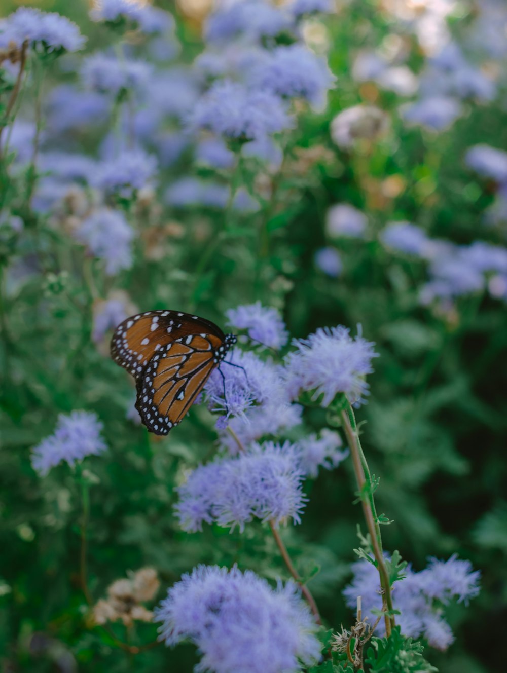 a butterfly on a flower