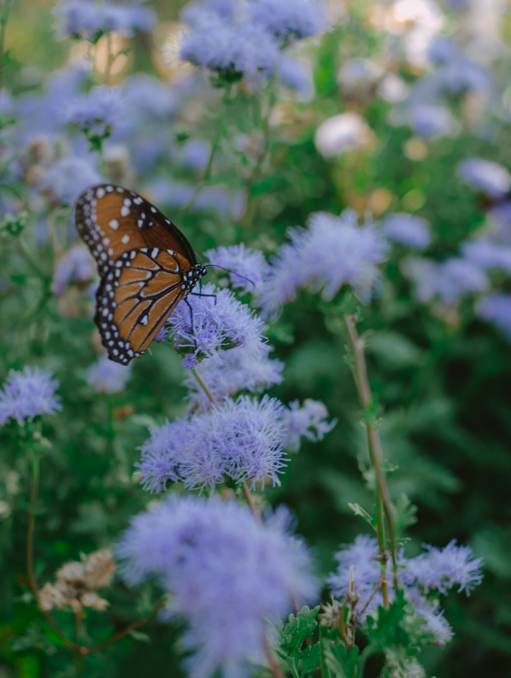 a butterfly on a flower