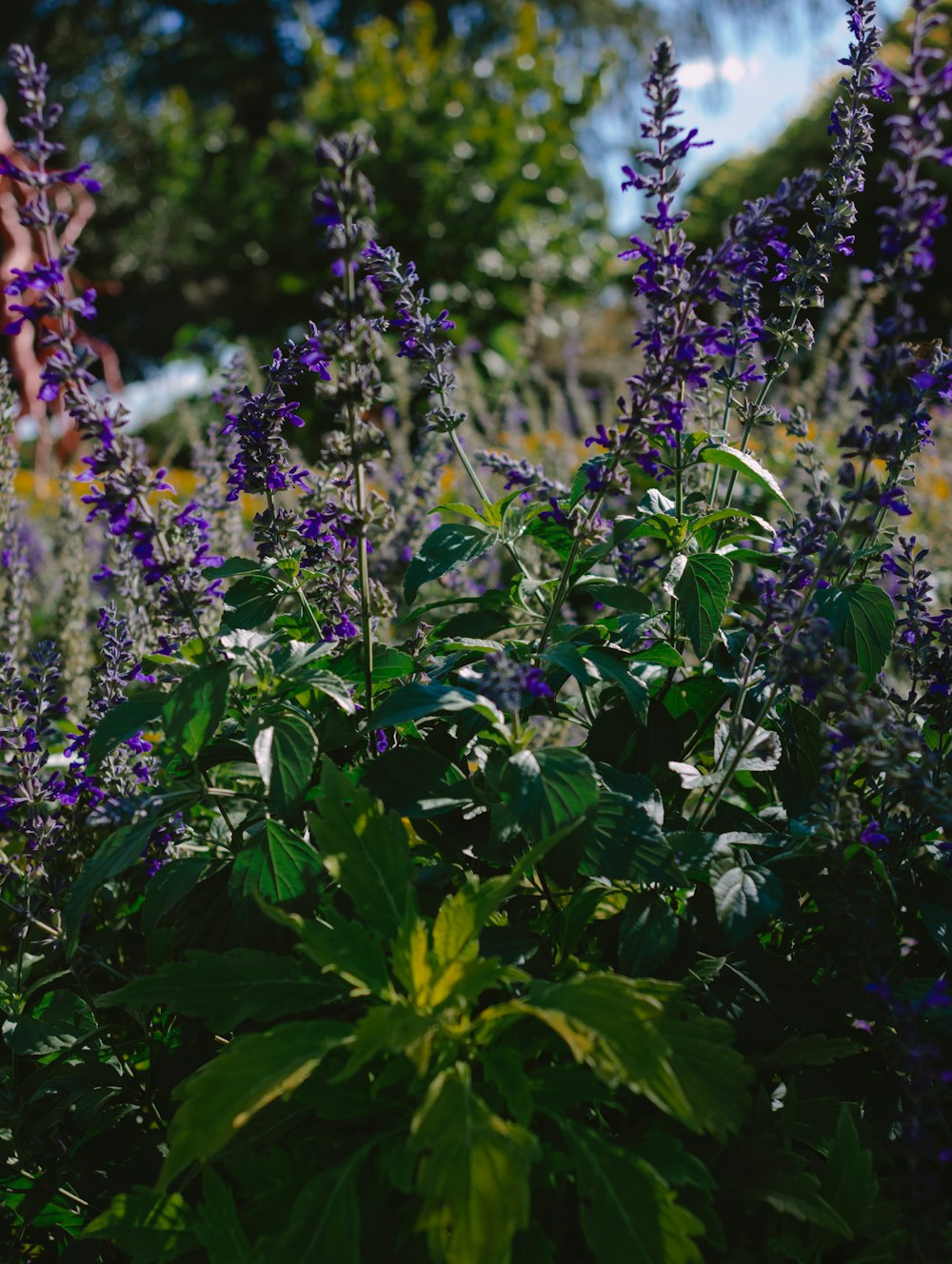 a group of flowers