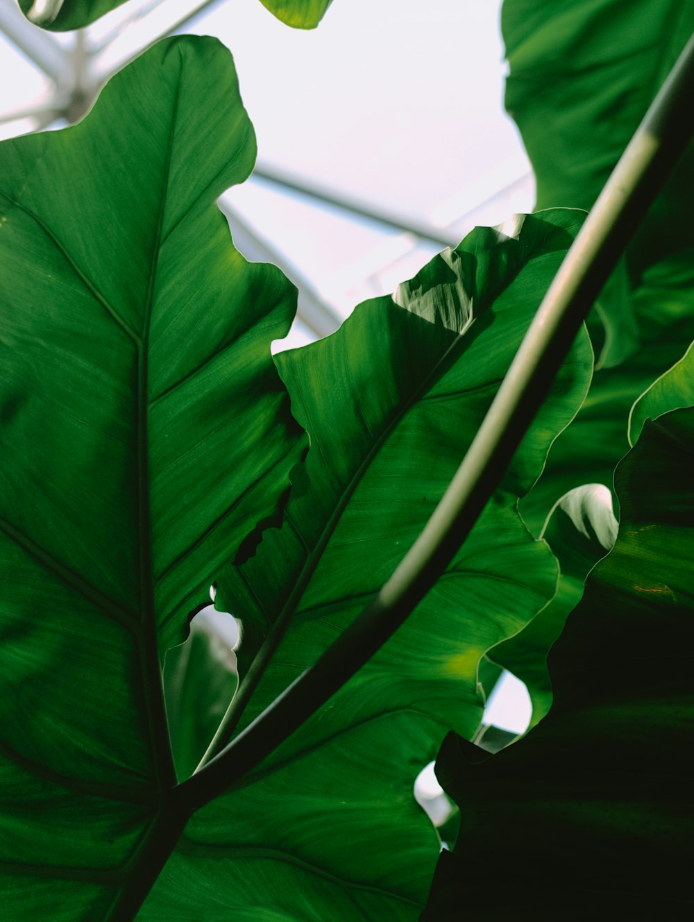 a close up of a plant