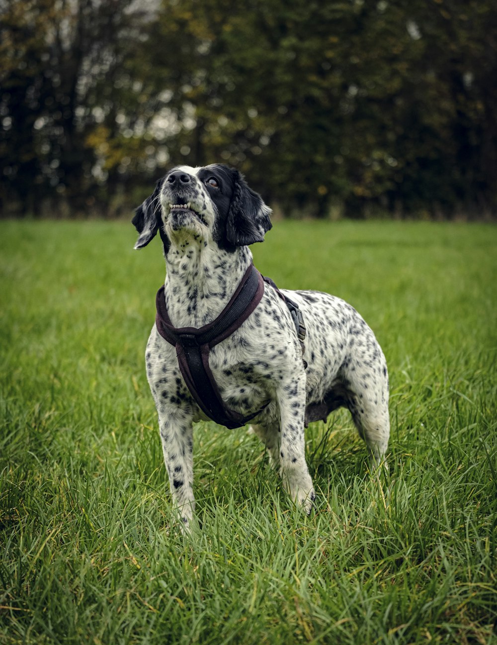 a dog standing in a grassy area