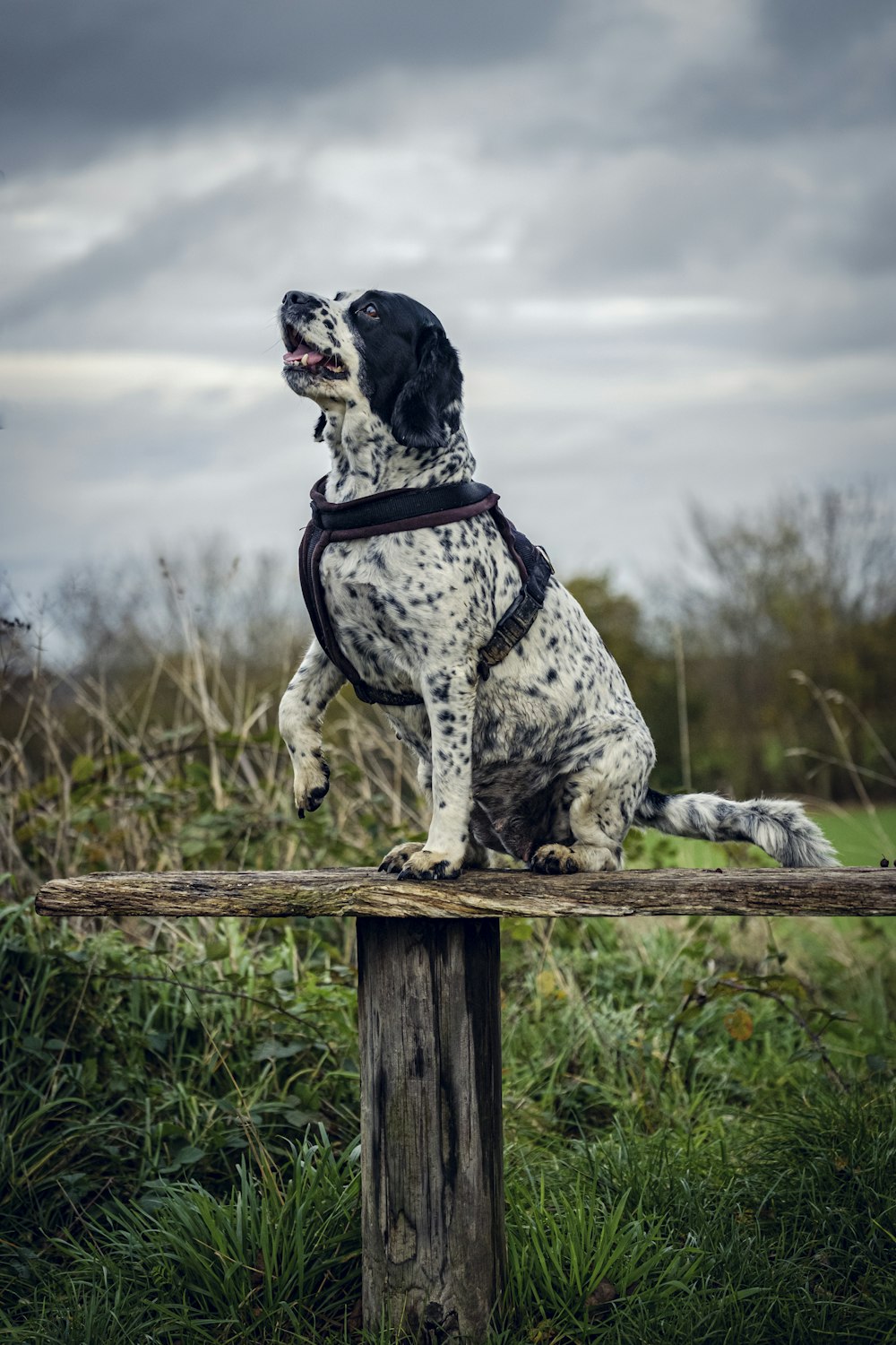 a dog standing on a log