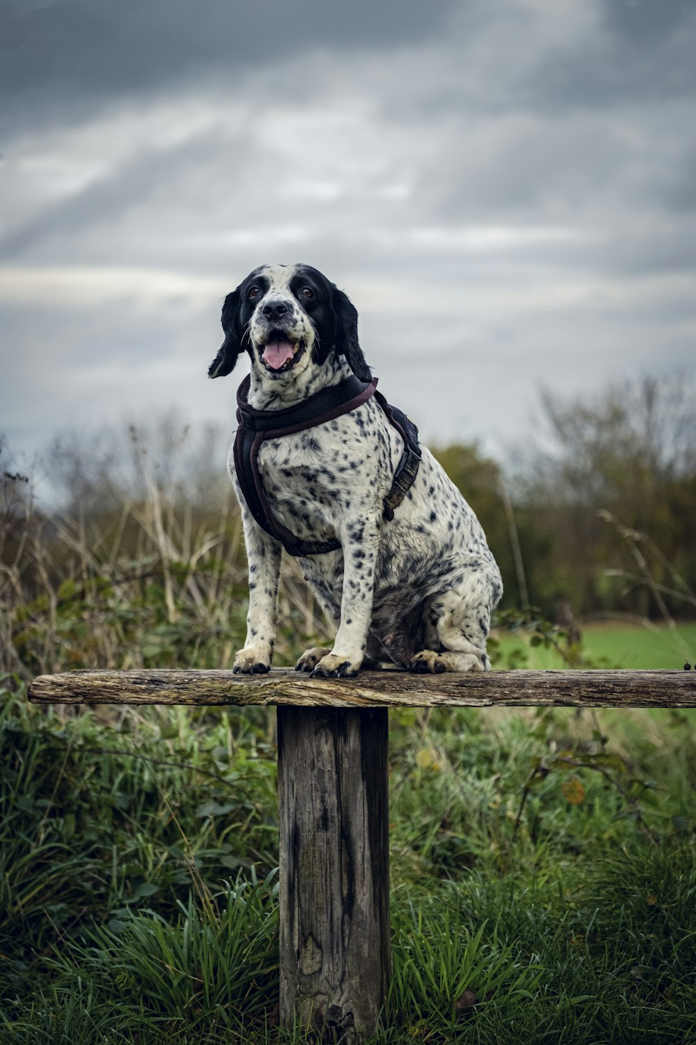 a dog sitting on a log