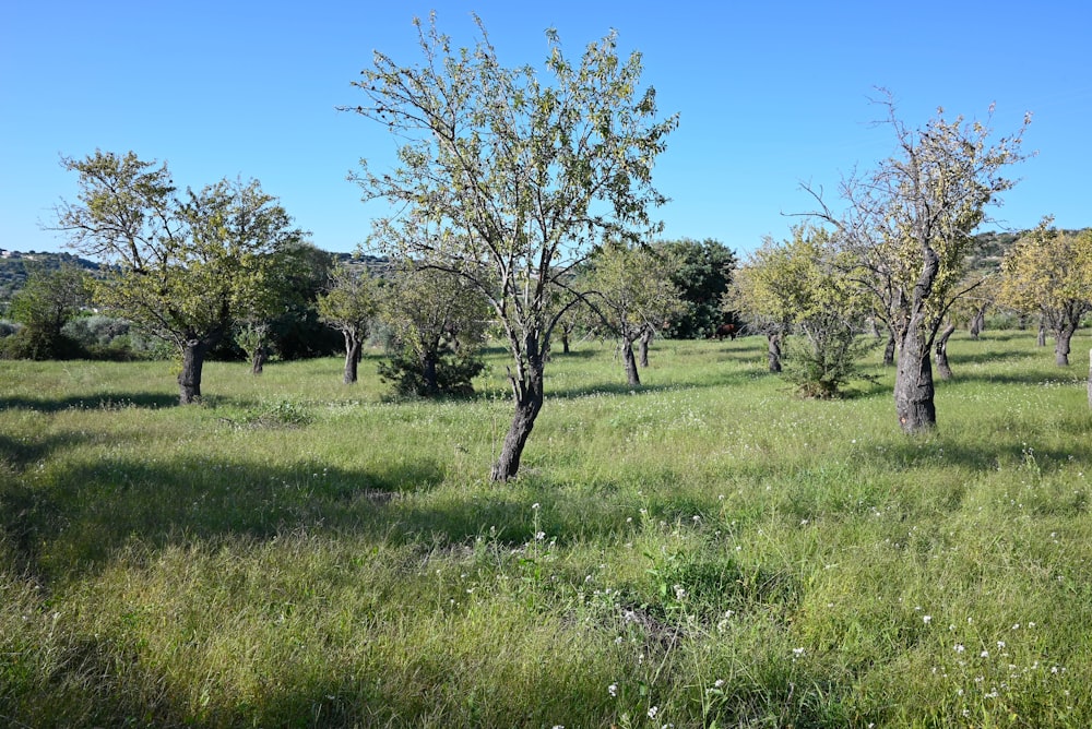 a grassy field with trees