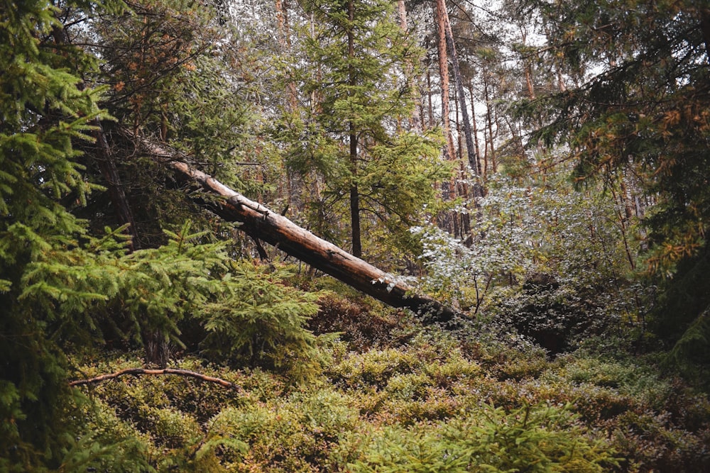 a tree in the middle of a forest