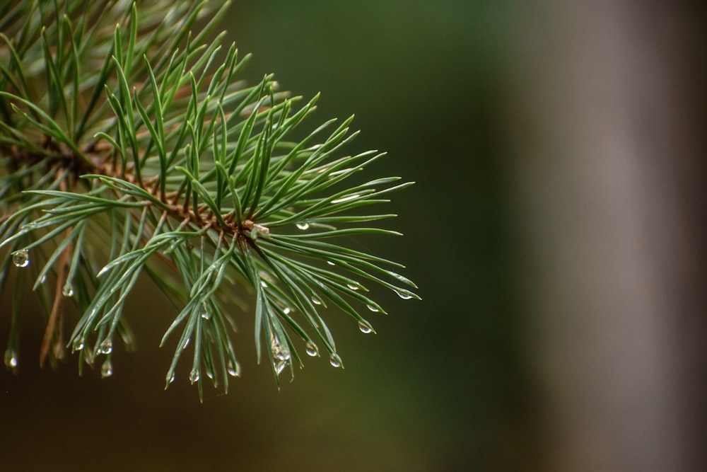 a close up of a pine tree