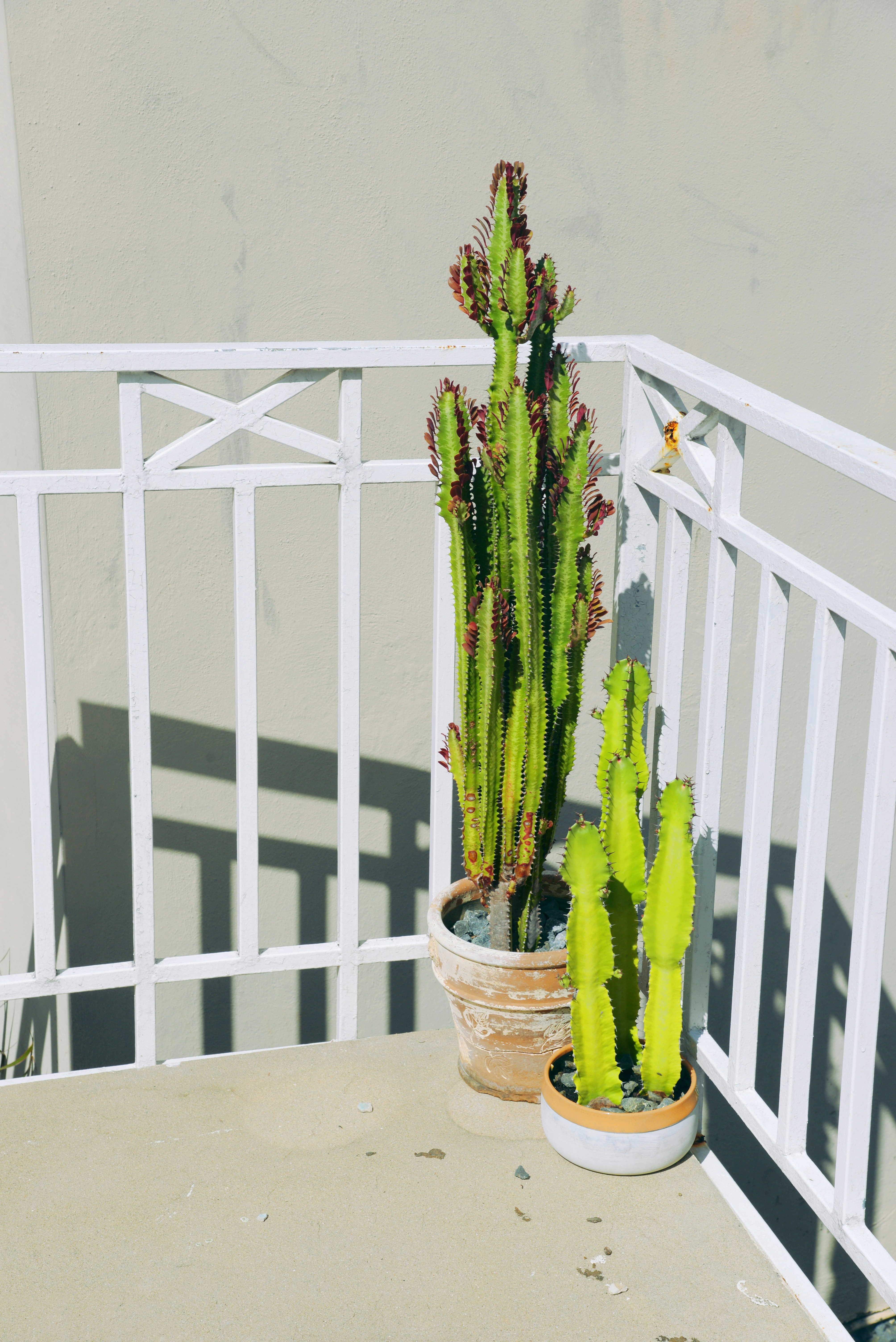 A couple of cactus in pots on a white railing photo – Free Plant Image ...