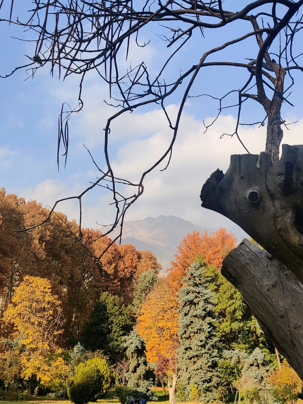 a tree with a hole in it