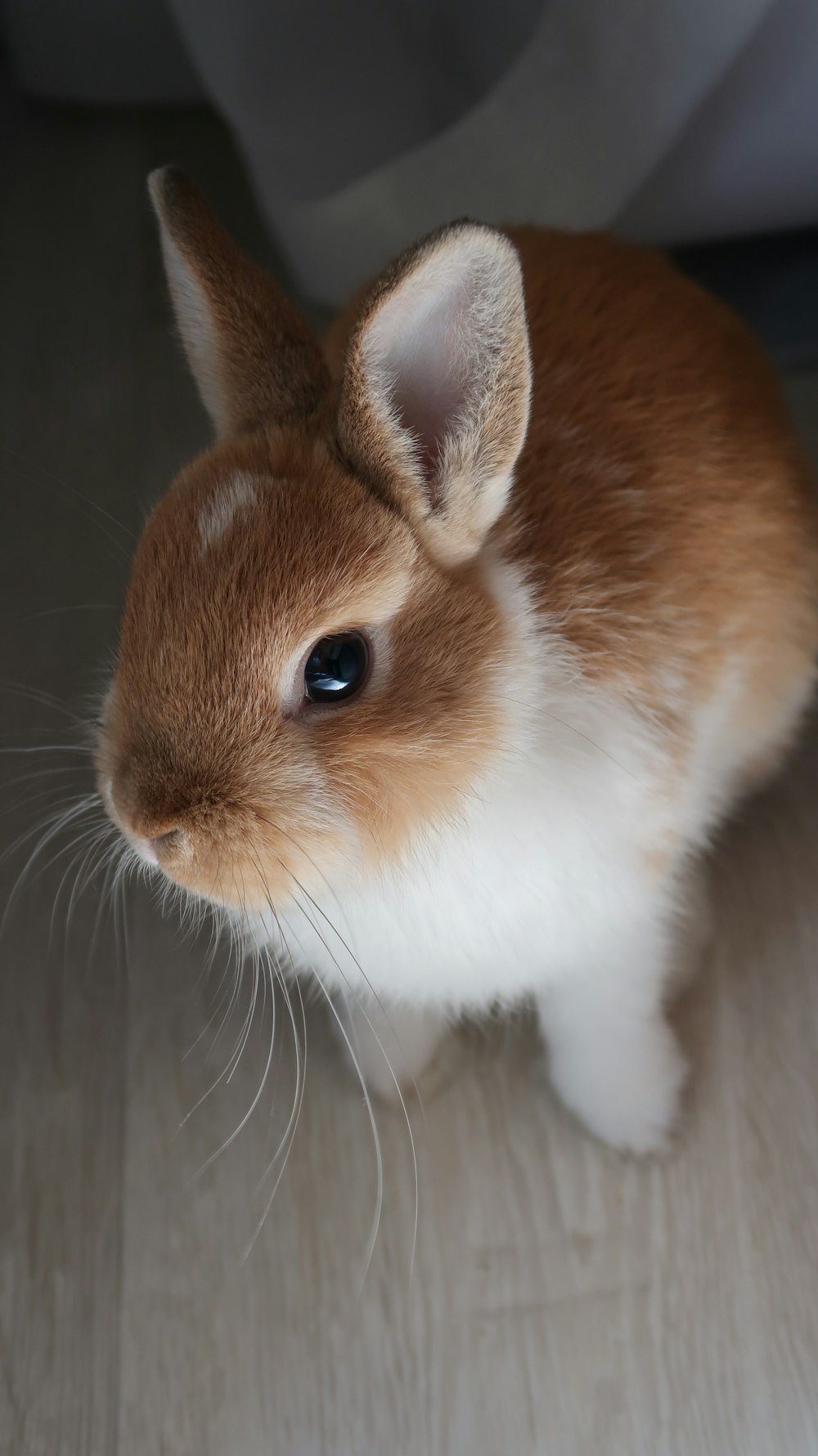 a brown and white bunny