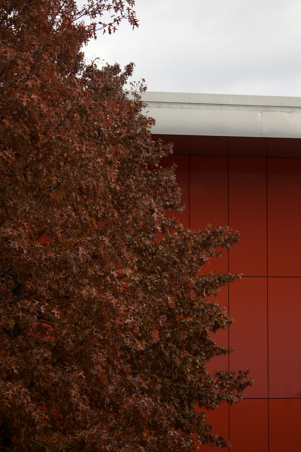 a tree with red leaves