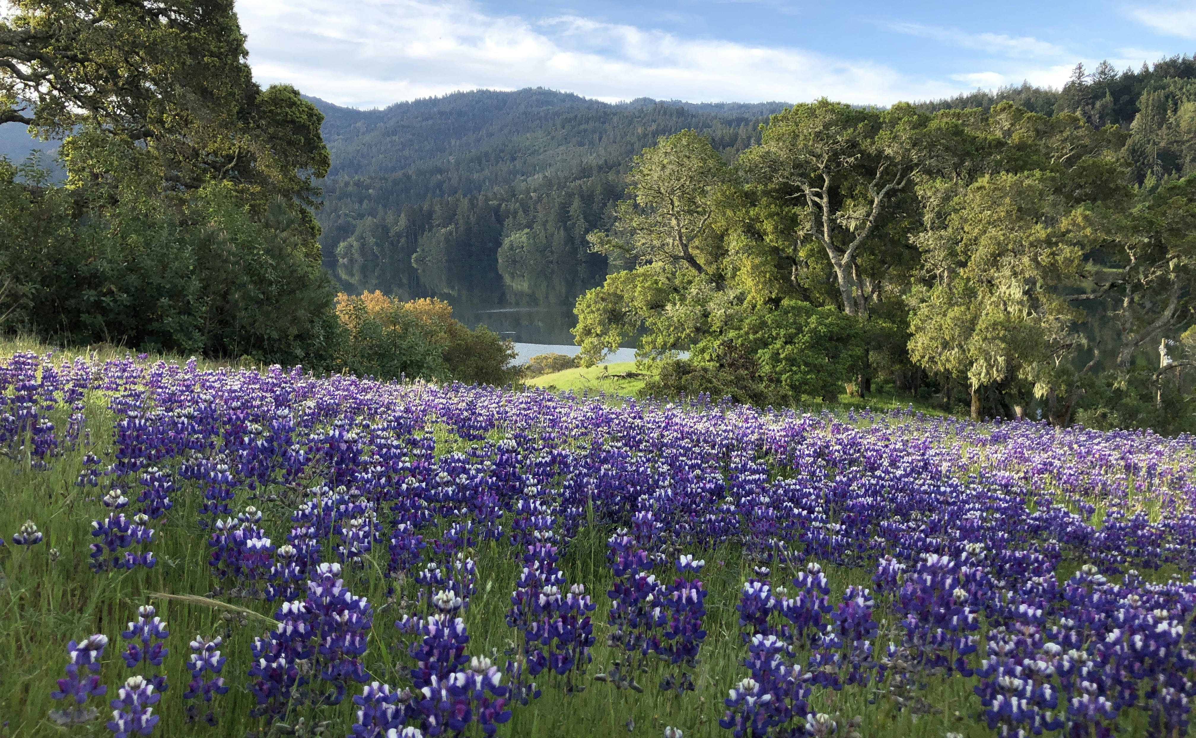 a field of flowers with trees in the background