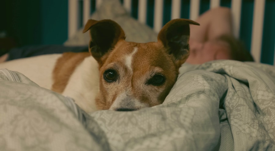 A dog lying on a bed at night, the kind of quiet settling that comes from a good bedtime routine