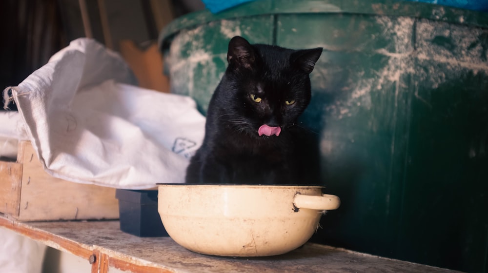 a black cat licking a bowl