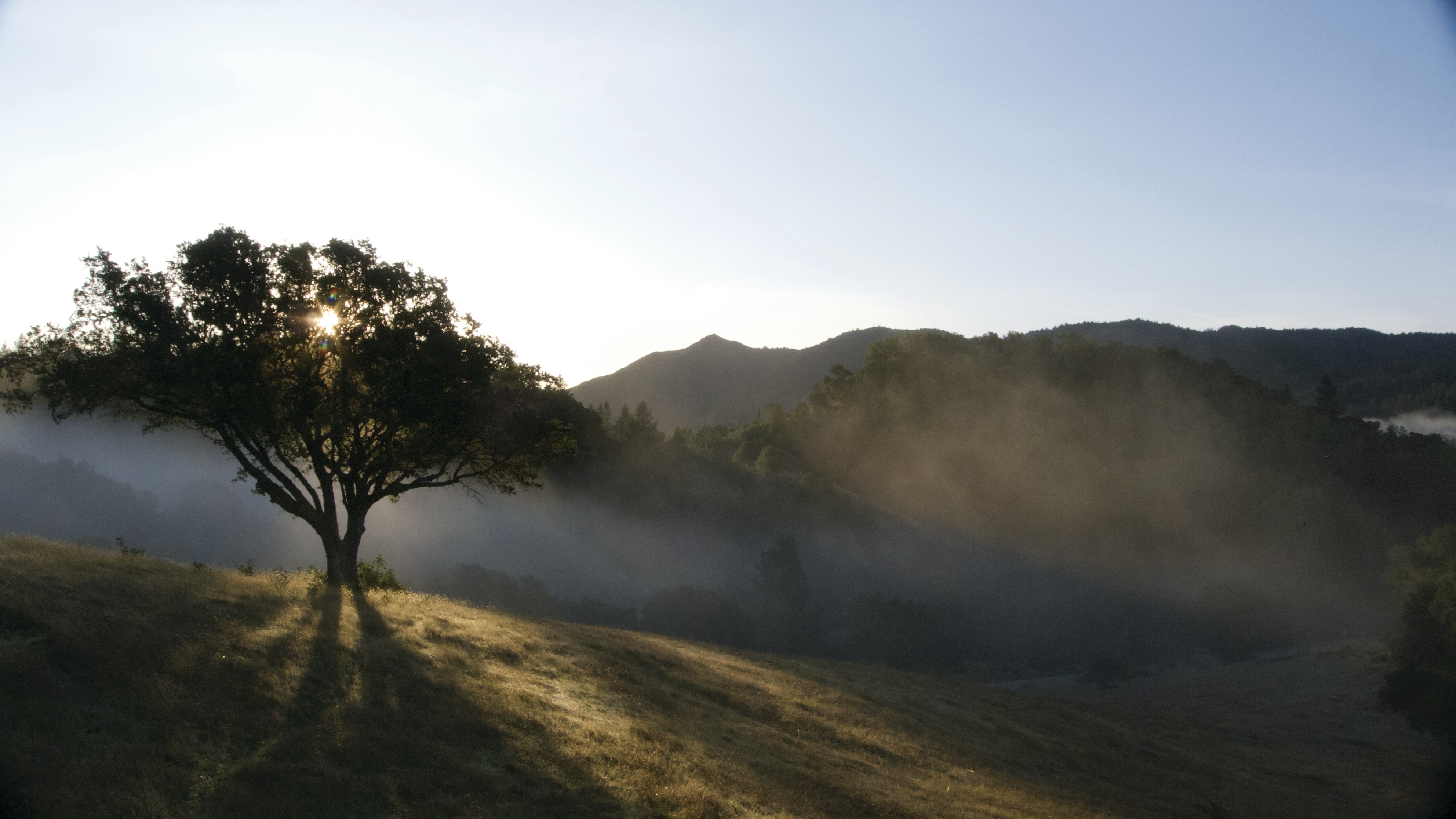 a tree on a hill
