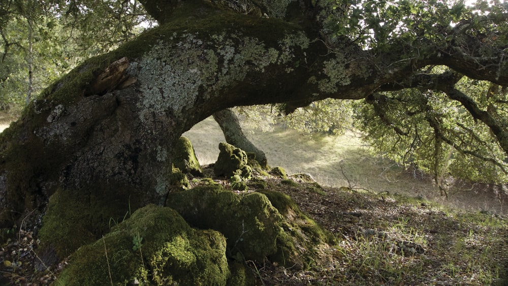 a large tree with moss growing on it